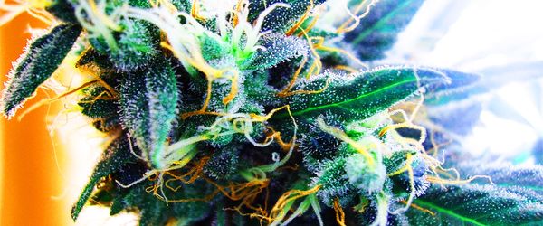 11 Benefits of Marijuana That Make it Medicine For Humans Who Are Not Sick