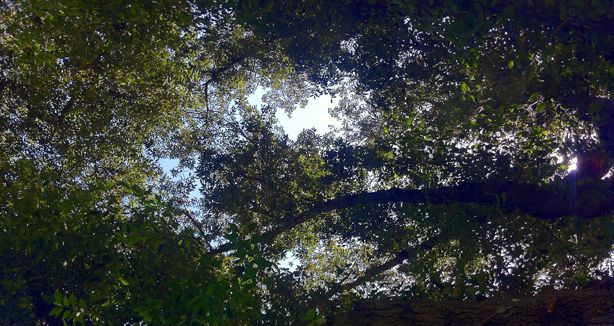 tree