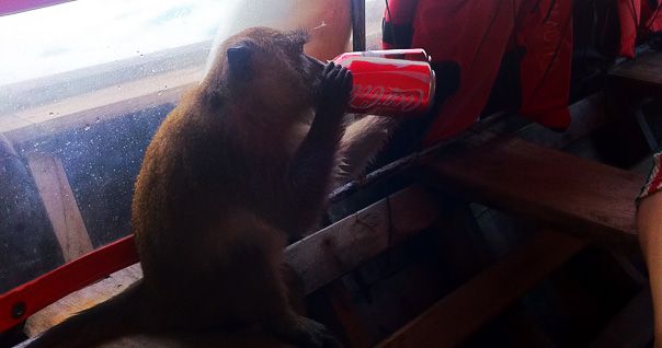 monkey