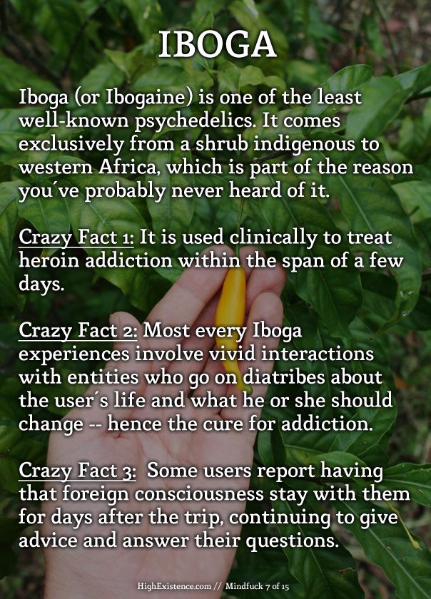 iboga IBOGA Iboga (or Ibogaine) is one of the least well-known psychedelics. It comes exclusively from a shrub indigenous to western Africa, which is part of the reason you've probably never heard of it. Crazy Fact 1: It is used clinically to treat heroin addiction within the span of a few days. Crazy Fact 2: Most every Iboga experiences involve vivid interactions with entities who go on diatribes about the user's life and what he or she should change -- hence the cure for addiction. Crazy Fact 3: Some users report having that foreign consciousness stay with them for days after the trip, continuing to give advice and answer their questions.