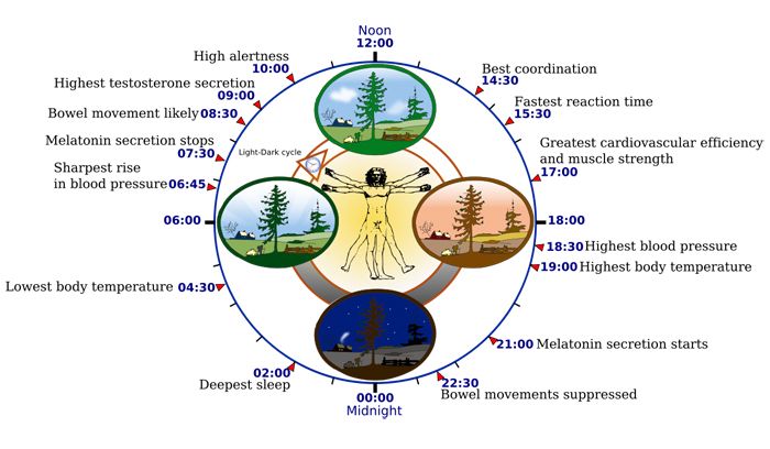 circadian rhythm