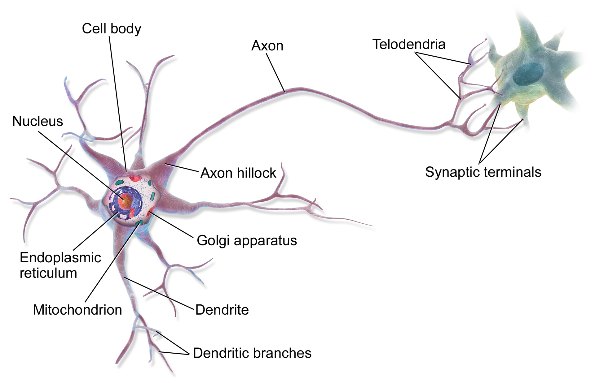 Multipolar Neuron