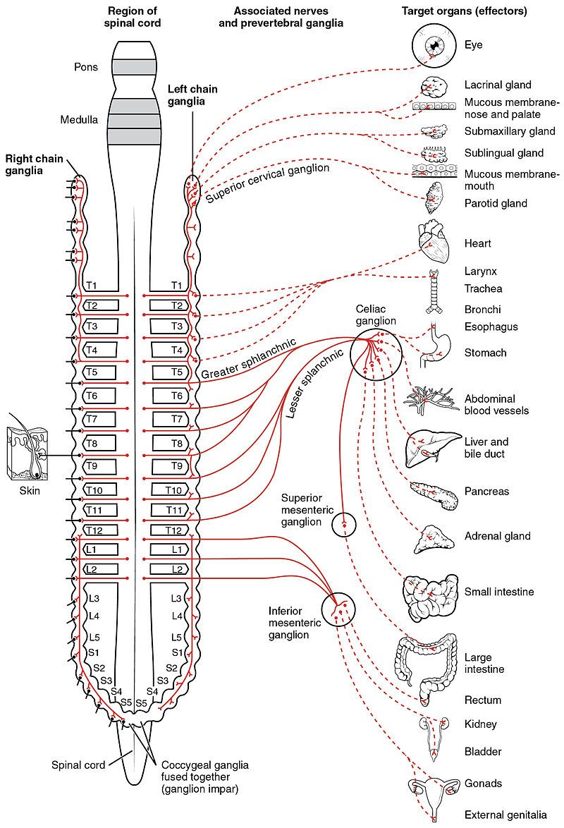 Sympathetic Nervous System