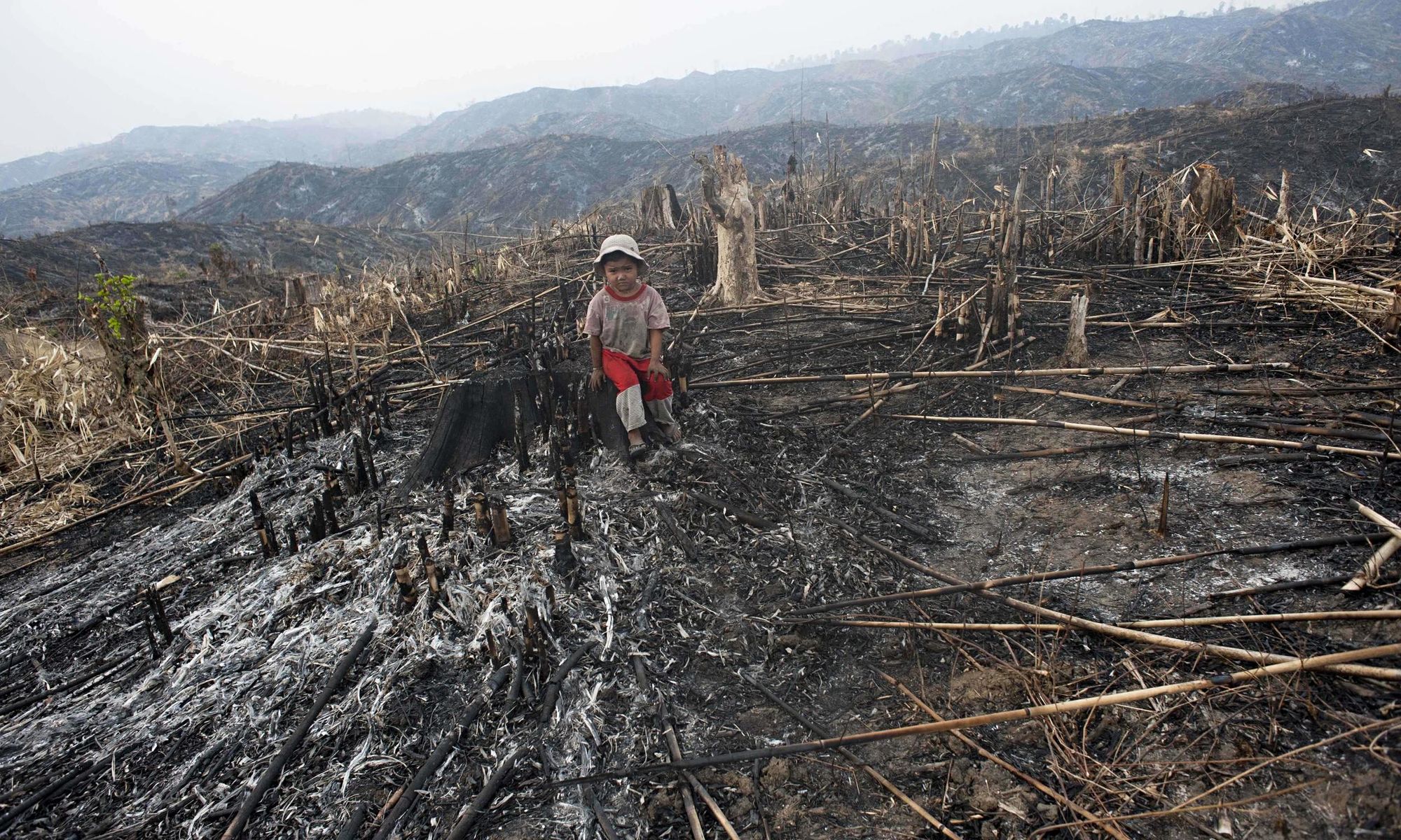 Burma deforestation