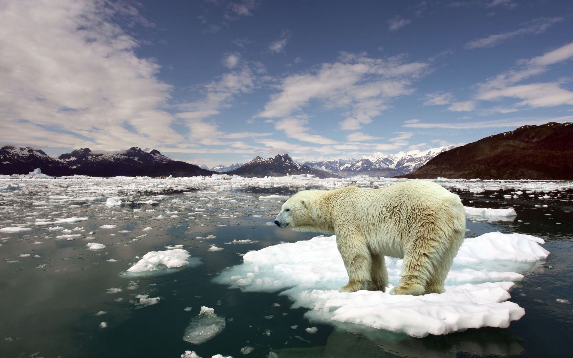 polar bear global warming