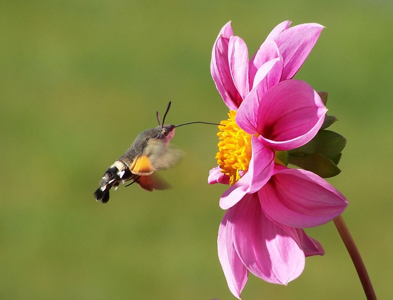 hummingbird-hawk-moth-542500_1280