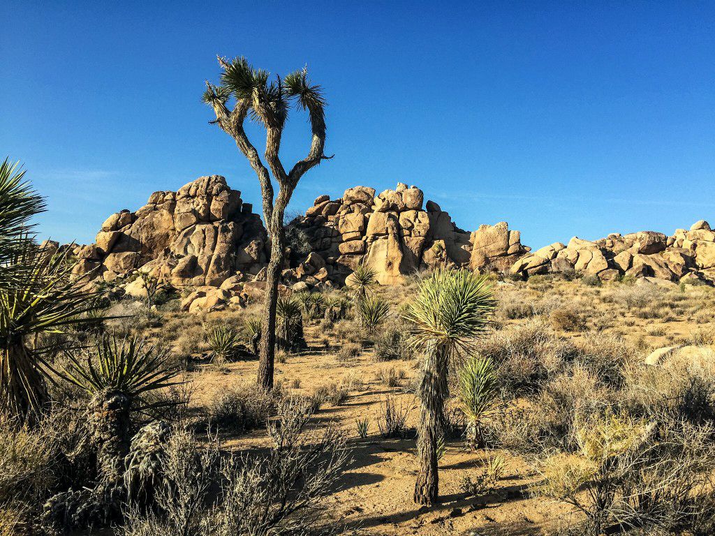 joshua tree adventures of justin