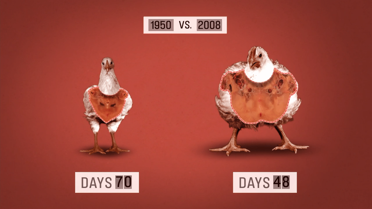 For instance, chickens are now given so many growth hormones to rapidly increase their size that many of them break legs, collapsing under their own weight. (best food documentary)