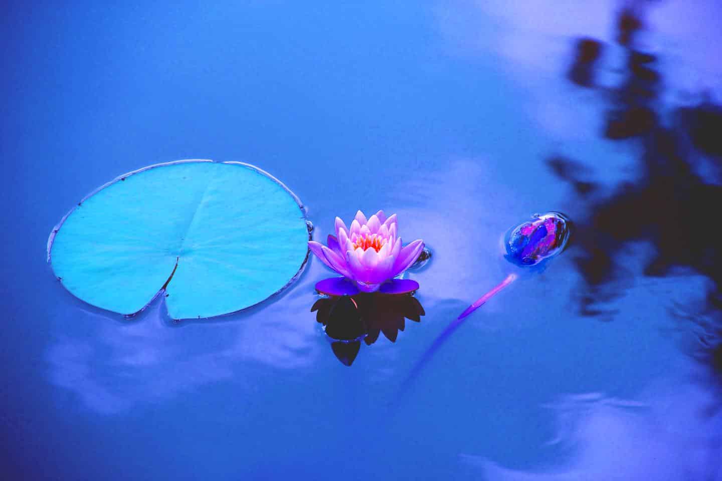 Meditation Tips Lotus Calm Waters