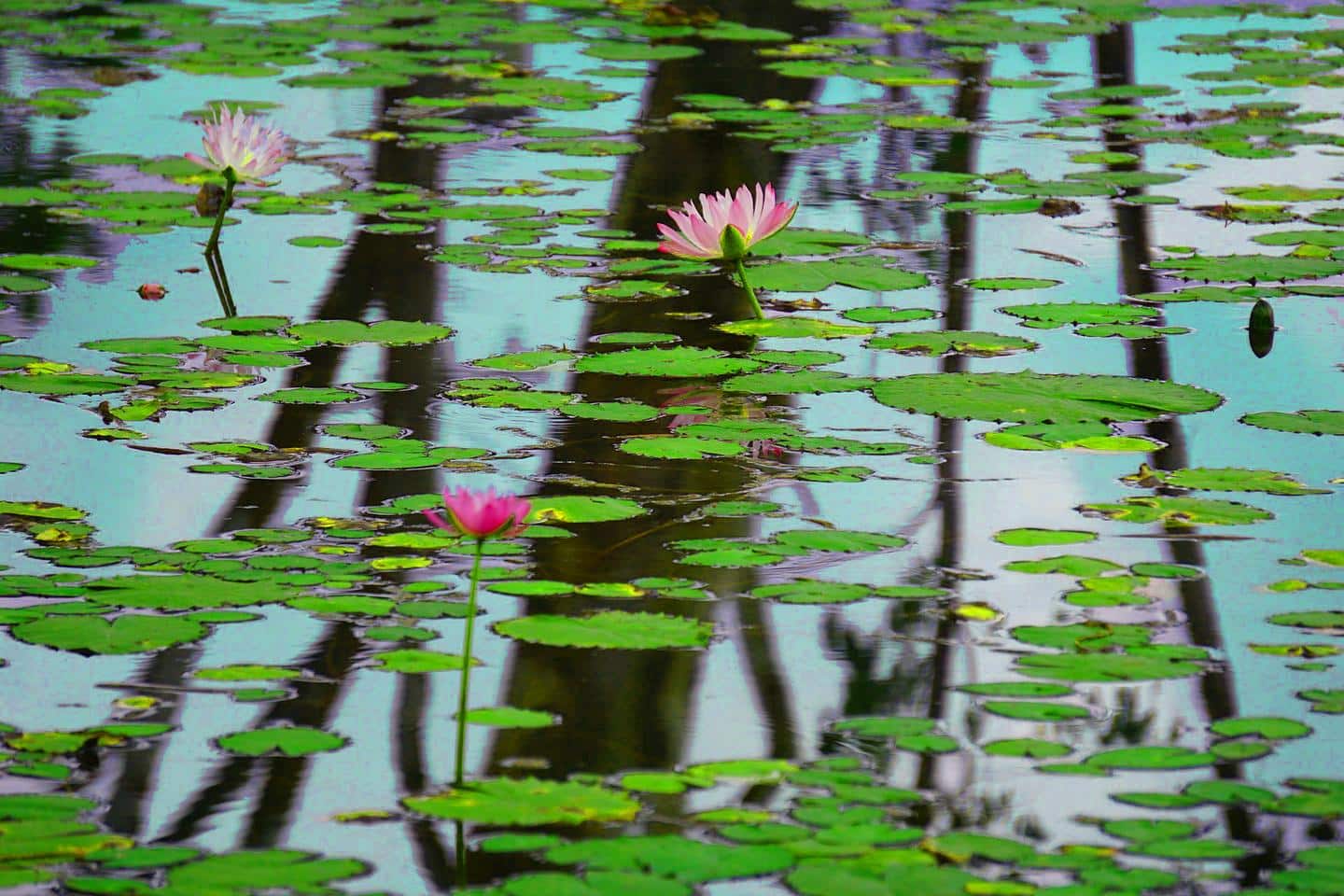 Meditation Tips Pond Calm Lilies