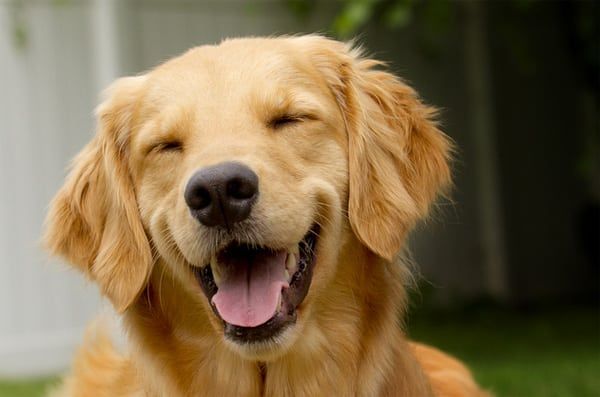 Secret to Happiness Dog