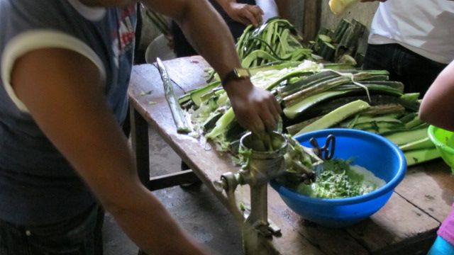 Image: Stripping and pulping the San Pedro cactus