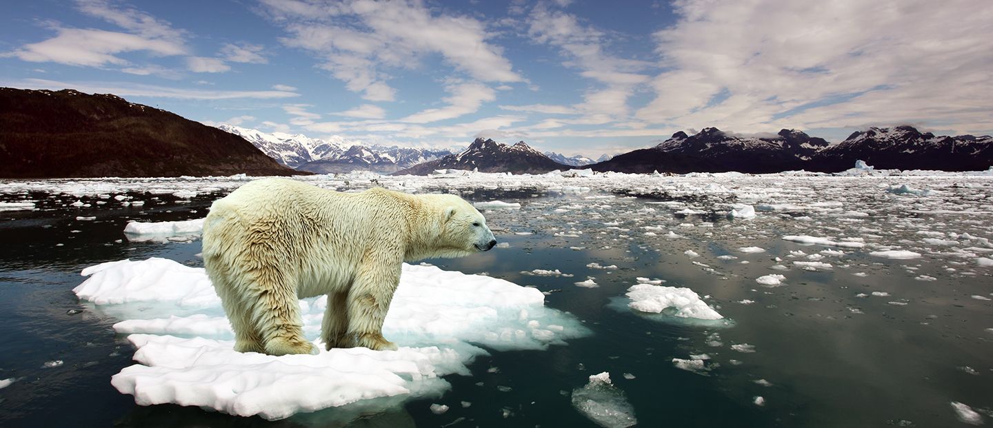 regenerative design sustainability polar bear climate change ecology global warming pollution ocean acidification ecological catastrophe