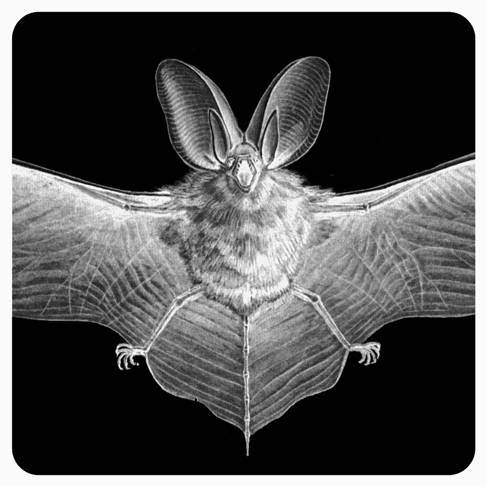 chiroptera