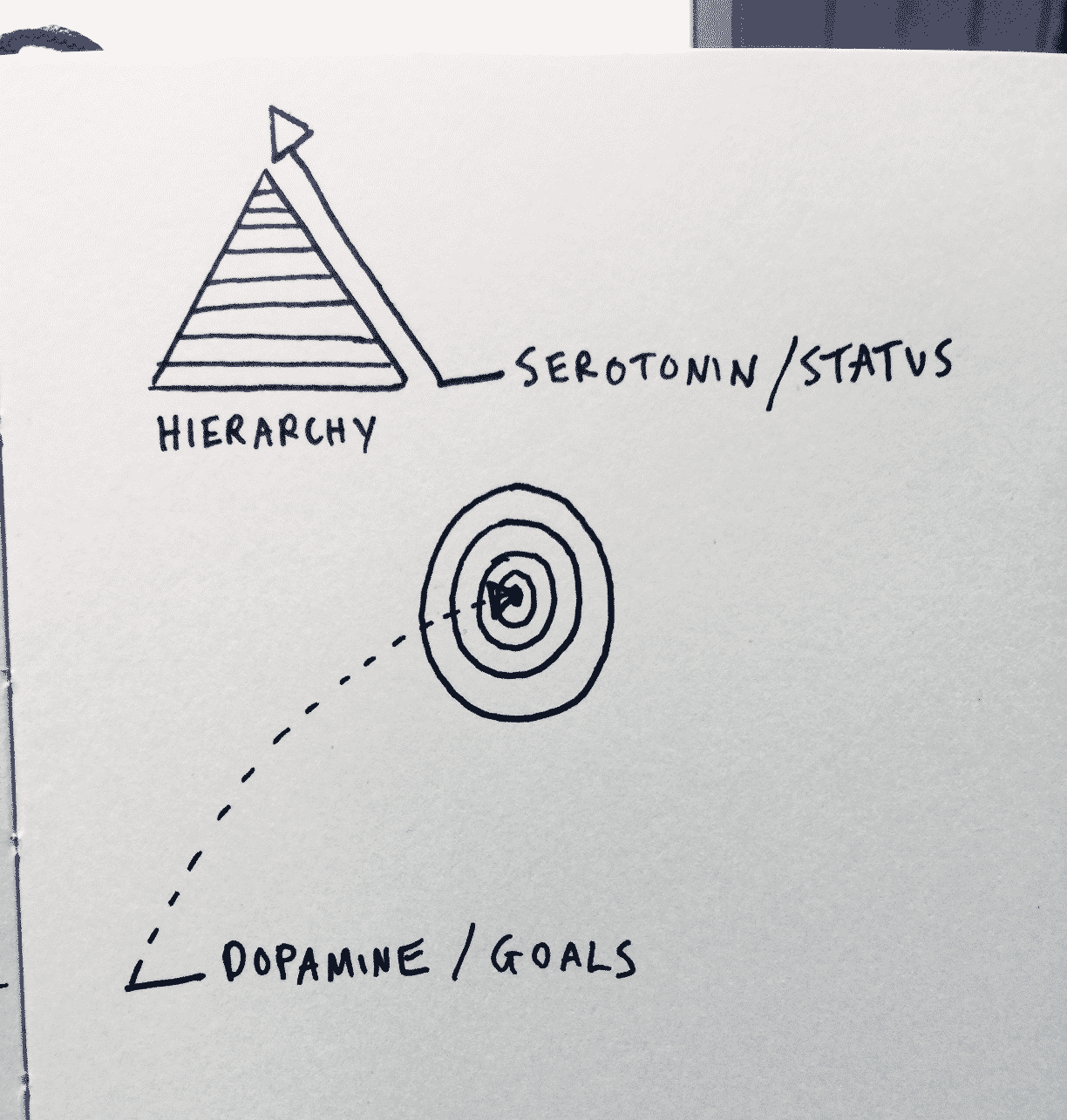 Serotonin / status vs. Dopamine / seeking