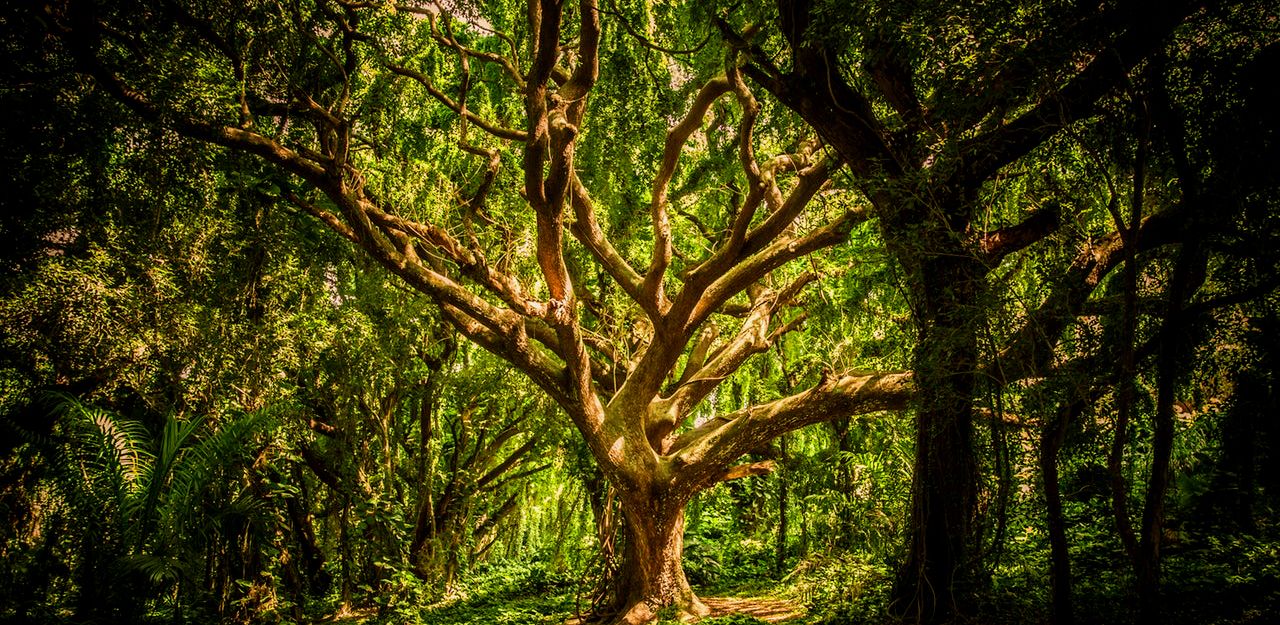 ram dass trees